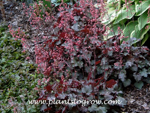 Vesuvius Coral Bells (Heuchera) 
This plant thrives in conditions where it receives ample light, producing dark purple foliage. On the left side of the picture is Ajuga and a Hosta in the upper right. (June 3)